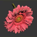 Pink Gerbera Flower With Yellow Center And Stem On Gray Gradient Background