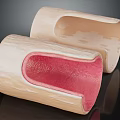 Two Anatomical Tubular Models Featuring Pink Inner Layer And Beige Outer Structure