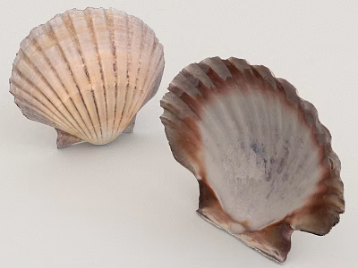 Close Up View Of Two Aquatic Scallop Shells With Natural Texture And Color Hues 3d model