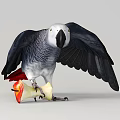 Blue Gray Parrot with Spread Wings Holding a Red and Yellow Apple