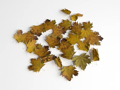 Yellow And Brown Maple Leaves As Scattered Ground Cover On White Background 3d model