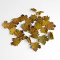 Yellow And Brown Maple Leaves As Scattered Ground Cover On White Background