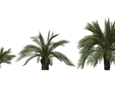 Palm Trees With Lush Green Fronds And Brown Trunks In Different Sizes 3d model