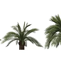Palm Trees With Lush Green Fronds And Brown Trunks In Different Sizes