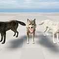 Three Wolves Standing On Light Checkered Floor With Open Sky And Horizon 3d model