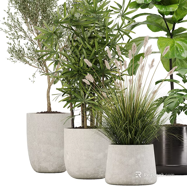 Potted Bonsai and Diverse Plants in Concrete and Black Planters with Lush Green Foliage 3d model 