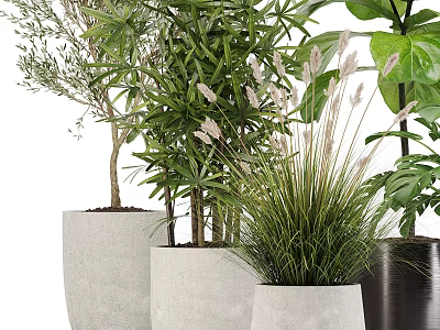 Potted Bonsai and Diverse Plants in Concrete and Black Planters with Lush Green Foliage 3d model