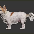 White Chihuahua with Brown Spots in Standing Pose and Fluffy Fur on Dark Background