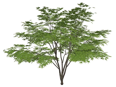 Lush Green Arbor With Dense Foliage And Strong Trunk In Natural Landscape 3d model