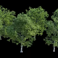 Tall Arbor Trees With Lush Green Foliage And Sturdy Trunks In Natural Arrangement