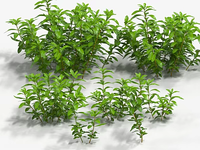 Aquatic Plants With Thick Green Foliage And Various Heights In Natural Growth 3d model