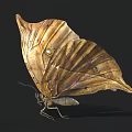 Brown And Yellow Butterfly With Leaf Like Wing Texture And Spread Wings On Black Background