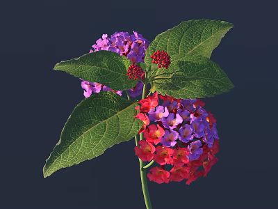 Vibrant Red and Purple Flower Clusters with Green Leaves on Dark Background 3d model