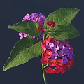 Vibrant Red and Purple Flower Clusters with Green Leaves on Dark Background