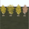 Trees Landscape Trees Street Trees Maple Trees Cherry Blossom Trees Red Maple Spring Summer Autumn Winter Four Seasonal Trees Apple Trees Orange Trees Peach Trees 3d model