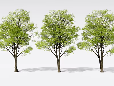 Three Arbor Trees With Thick Trunks And Lush Green Leaves On White Background 3d model