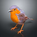 Small Bird with Orange Chest and Gray Feathers Orange Legs on Black Background