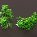 Different Types of Green Plants Featuring Bushes Vines Ferns and Lush Green Leaves
