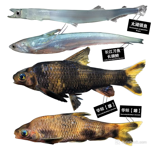 Aquatic Animal Species Including Indo Pacific Tarpon Longjaw Anchovy and Male Female Riffle Minnow 3d model 