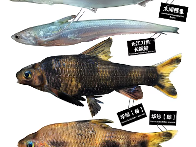 Aquatic Animal Species Including Indo Pacific Tarpon Longjaw Anchovy and Male Female Riffle Minnow 3d model
