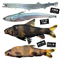 Aquatic Animal Species Including Indo Pacific Tarpon Longjaw Anchovy and Male Female Riffle Minnow
