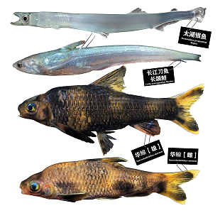 Modern Fish Changjiang Saury Whitehead Chinese Fish 3d model