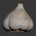 Fresh Whole Garlic Bulb With Natural Papery Skin And White Flesh