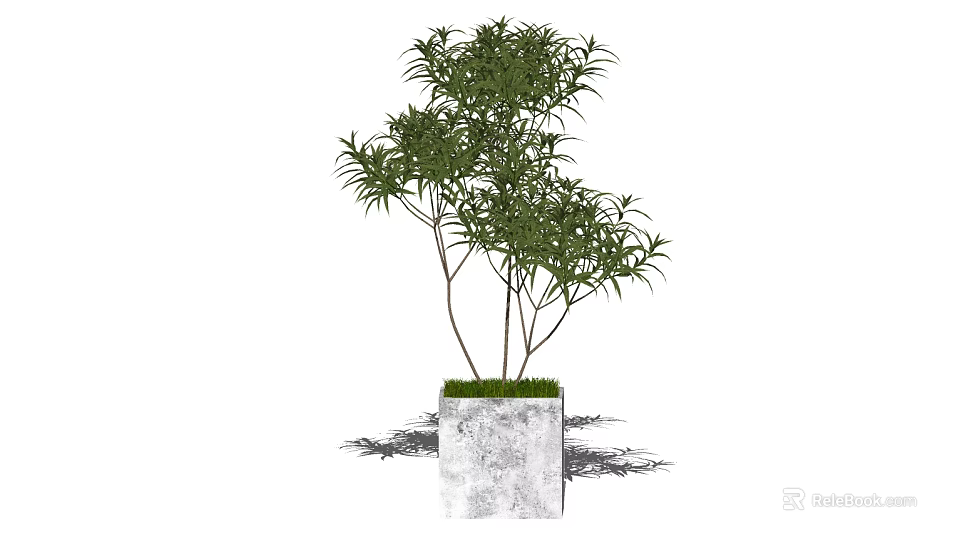 Modern Bonsai Plant with Green Leaves and Slender Trunks in Gray Concrete Pot 3d model 