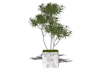 Modern Bonsai Plant with Green Leaves and Slender Trunks in Gray Concrete Pot 3d model
