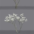 Blueberry flowering Amelanchier modern tree 3d model