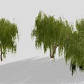 Weeping Willow Trees with Green Hanging Branches and Brown Trunks on Light Ground with Shadows