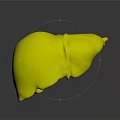 Detailed 3D Model Of Human Brain Anatomical Structure With Colored Components