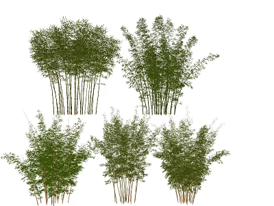 Lush Green Bamboo Clumps With Tall Stems And Dense Foliage For Garden Landscaping 3d model