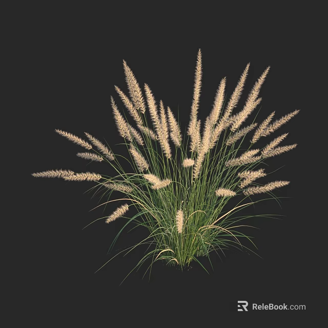 Tall and Lush Ornamental Grass With Feathery White Plumes And Vibrant Green Foliage 3d model 