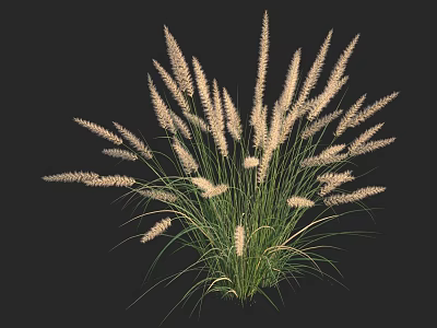 Tall and Lush Ornamental Grass With Feathery White Plumes And Vibrant Green Foliage 3d model