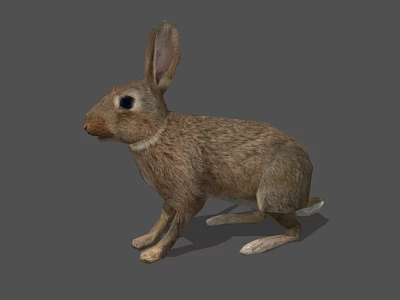Brown Rabbit With Upright Ears And Detailed Fur In Standing Pose 3d model