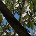 Lush Garden Arbor With White Flowers Thick Trunk And Green Grass