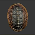 Spiny Marine Animal With Orange And Blue Striped Shell And Spiked Surface