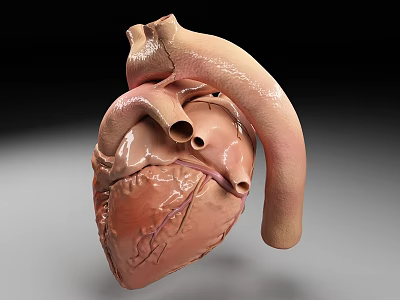 Detailed Human Chest Organ Heart 3D Model Showing Anatomical Blood Vessels Structure 3d model