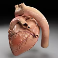Detailed Human Chest Organ Heart 3D Model Showing Anatomical Blood Vessels Structure