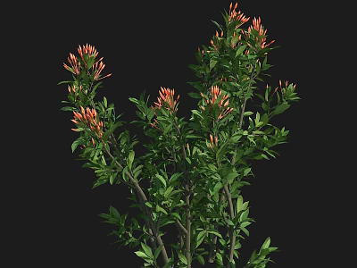 Lush Green Leafy Shrub With Vibrant Orange Flowers And Slender Branches 3d model