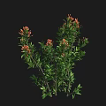 Lush Green Leafy Shrub With Vibrant Orange Flowers And Slender Branches