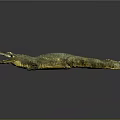 Realistic Crocodile Model With Open Mouth And Green Golden Skin On Grey Background