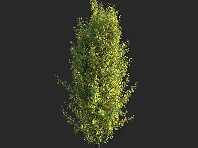 Tall Vibrant Green Tree With Lush Foliage And Yellow Leaf Accents In Black Background 3d model