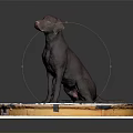 Brown Dog Sitting Calmly On A White Mat With Gear Patterns 3d model