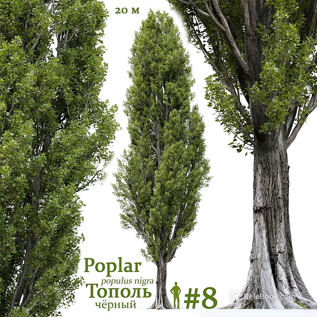 Decorative Poplar Trees In Garden Landscaping With Green Foliage And Trunk Details 3d model 