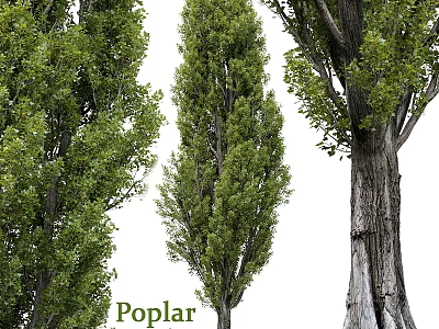 Decorative Poplar Trees In Garden Landscaping With Green Foliage And Trunk Details 3d model