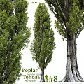 Decorative Poplar Trees In Garden Landscaping With Green Foliage And Trunk Details
