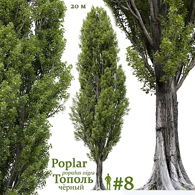 Decorative Poplar Trees In Garden Landscaping With Green Foliage And Trunk Details 3d model