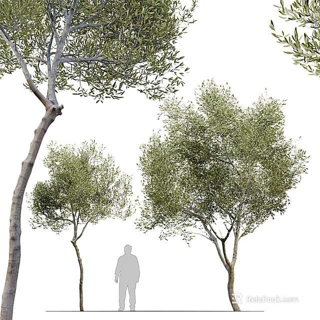 Various Olive Trees With Green Foliage And Different Trunk Sizes 3d model 